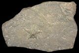 Ordovician Starfish (Asteriacites) Burrow Trace Fossil - Morocco #154212-1